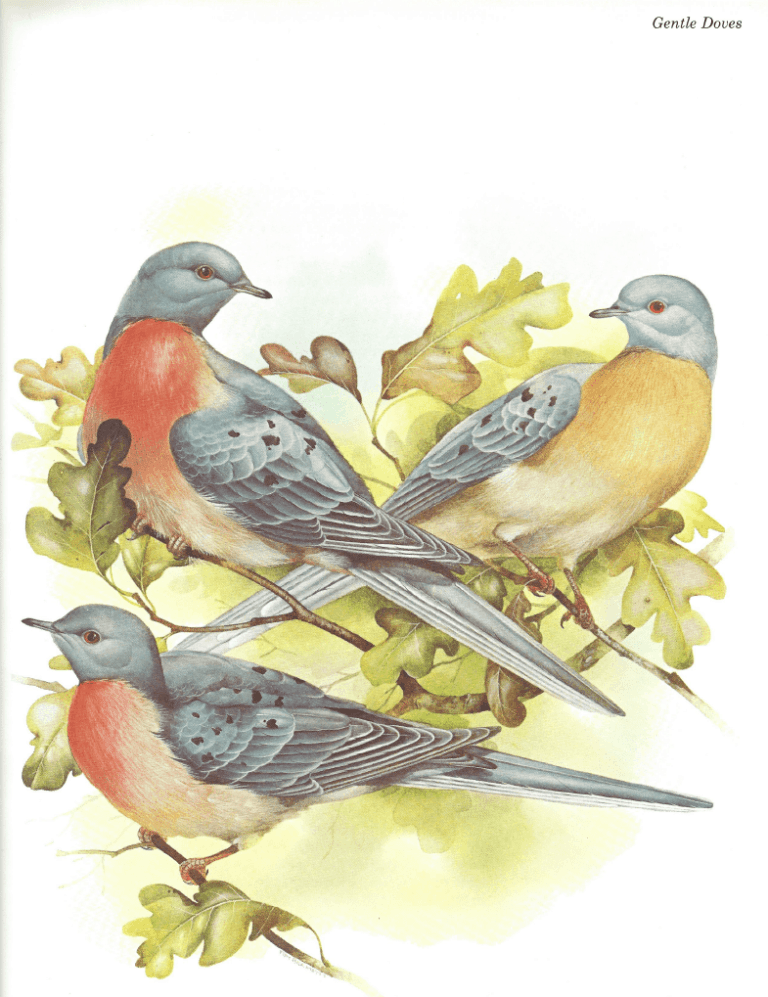 passenger pigeons