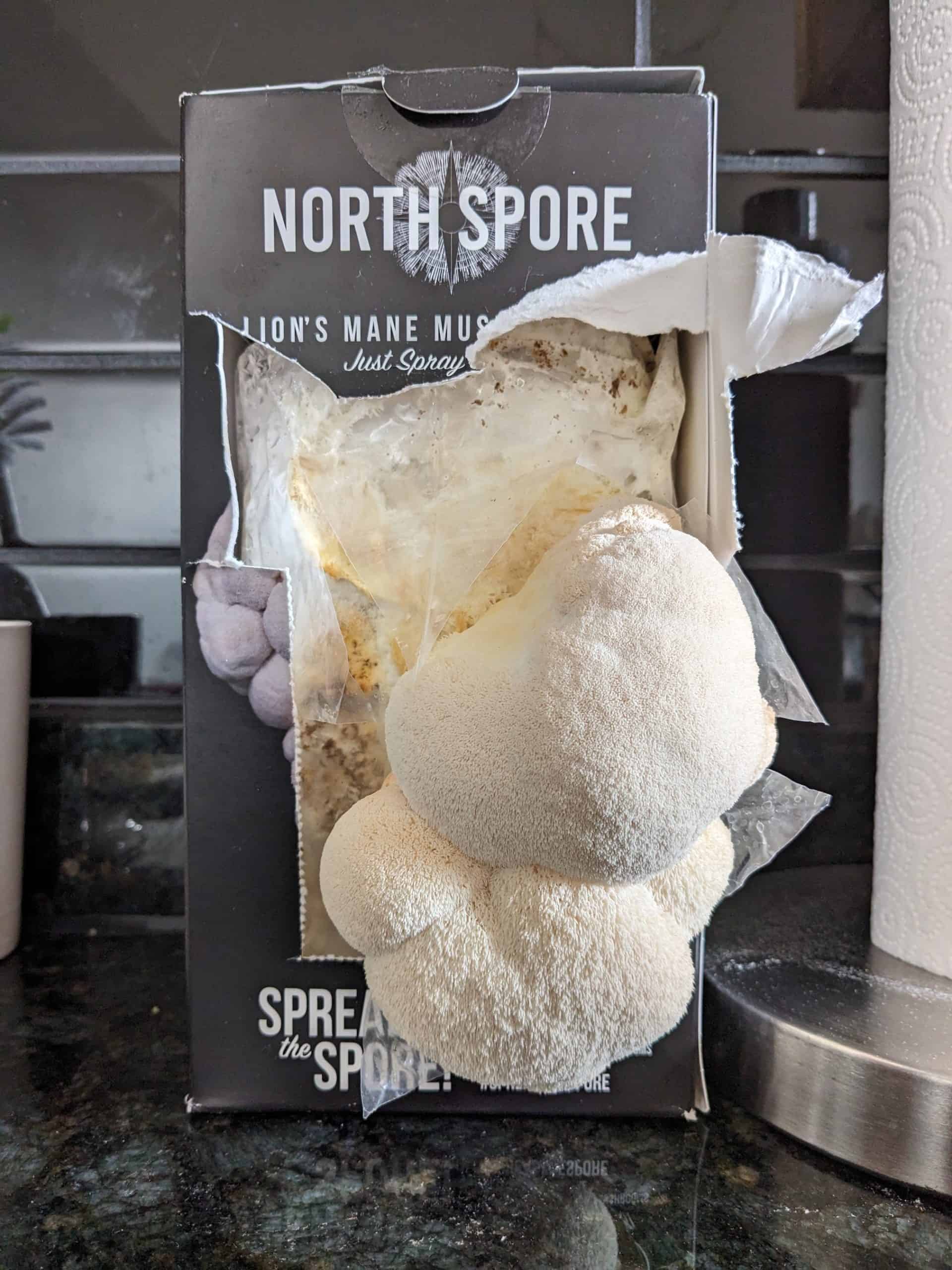 North Spore Organic Lion's Mane ‘Spray & Grow’ Mushroom Growing Kit